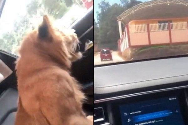 Exhiben a hombre paseando a cachorro de león en camioneta de lujo en Chiapas #VIDEO
