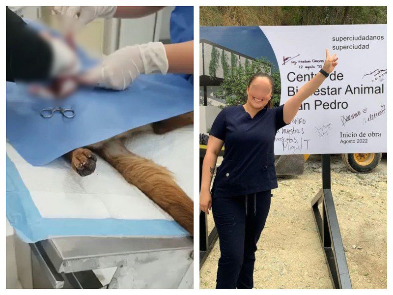 Veterinarias en NL operan a perrita sin anestesia y muere; ya fueron despedidas