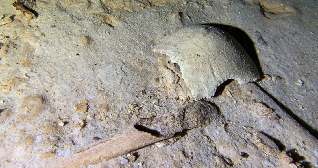 Arqueólogos hallan esqueleto de 8 mil años cerca del Tren Maya; AMLO niega paso por la zona