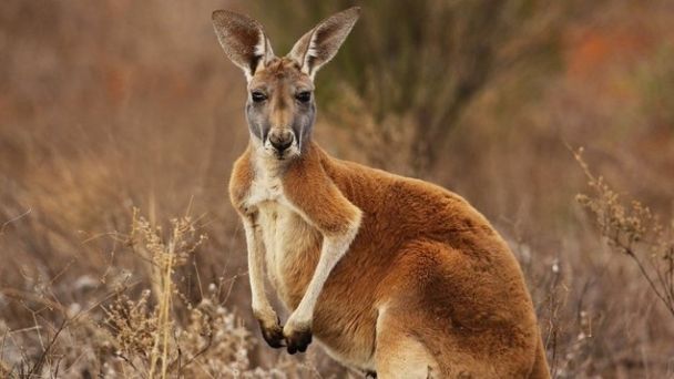 Canguro mascota habría matado a hombre en Australia, el primer ataque mortal en 86 años