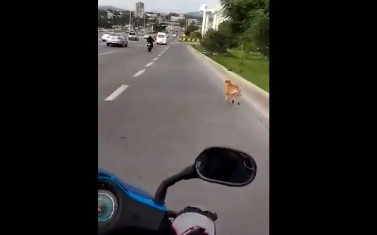 Exhiben abandono de perrito en pleno Periférico de Zapopan #VIDEO