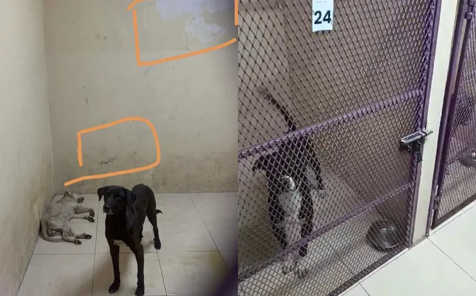 Clausuran centro de control canino en Nuevo León por maltrato y crueldad