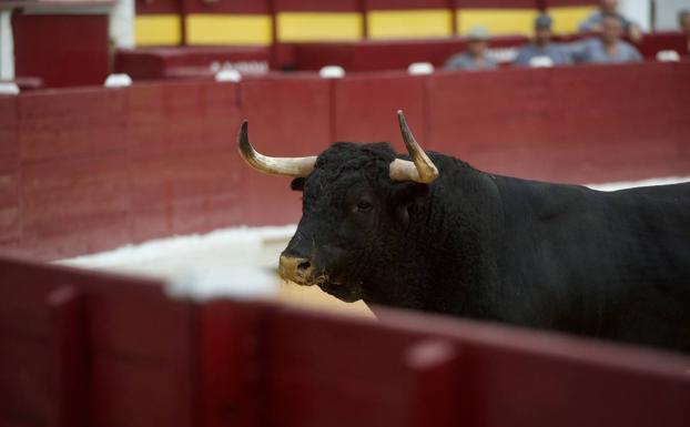 Toro mata a carnicero que iba a rematar al animal tras corrida en España
