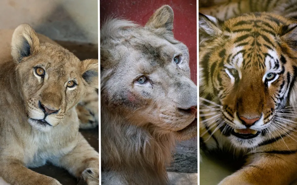 Felinos rescatados de Black-Jaguar ya pueden ser visitados en Zoológicor Tamatán