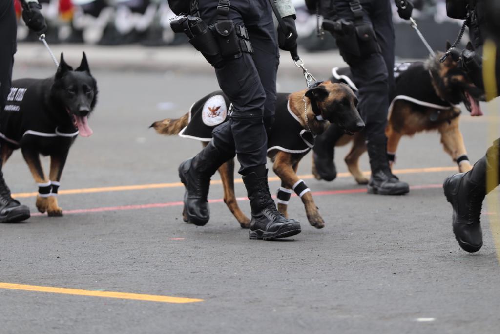 Desfile Militar pasa a la historia por ser el primero con elementos caninos
