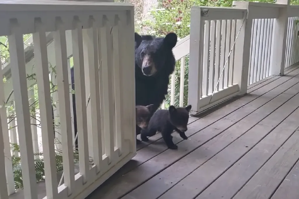 Osa lleva a sus cachorros a conocer a hombre que la ayudó #VIDEO
