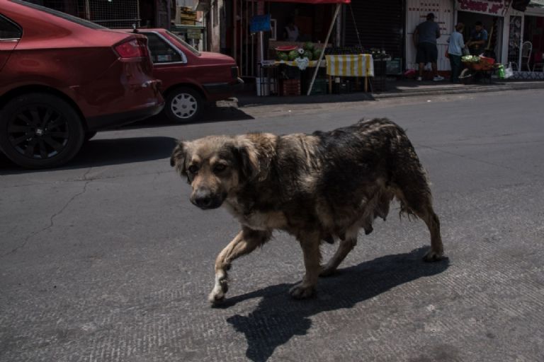 Desplome de elevador en Querétaro durante sismo dejó dos perritos muertos