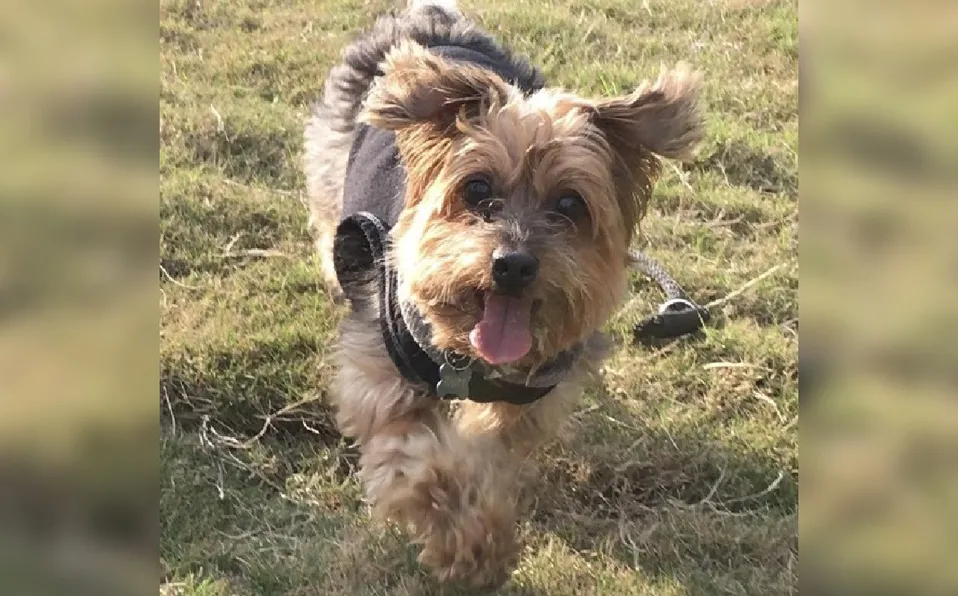 Localizan a "Harry", perrito robado durante asalto de camioneta en NL