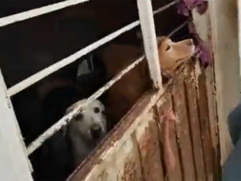 Hallan más de 50 perros en condiciones insalubres durante desalojo en CDMX