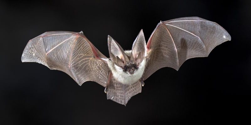 Detecta virus en murciélago similar al Covid-19 que puede entrar en las células humanas