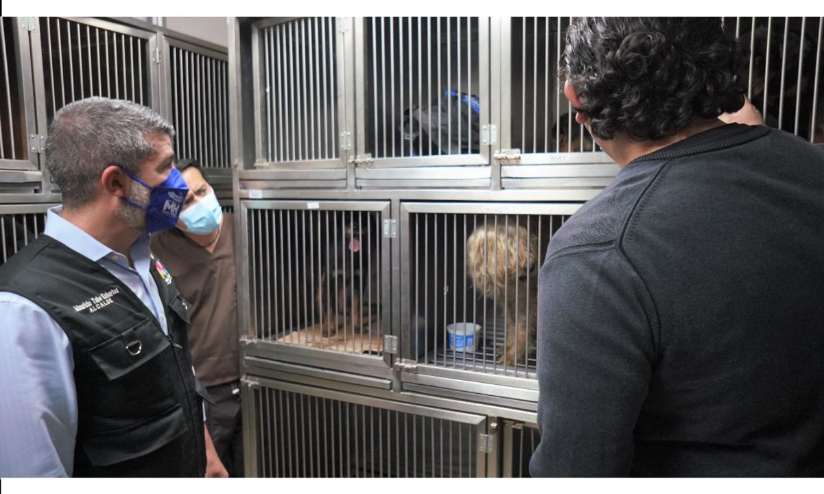 Alcaldía pagará totalmente gastos de perritos rescatados en la Miguel Hidalgo