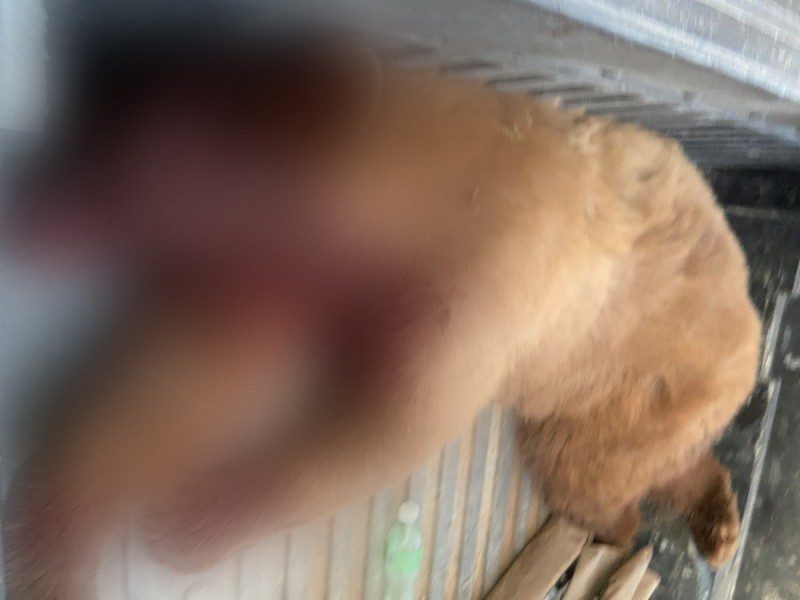 ¡Otra vez! Matan a oso que buscaba comida y agua; ahora en en Sonora #VIDEOS