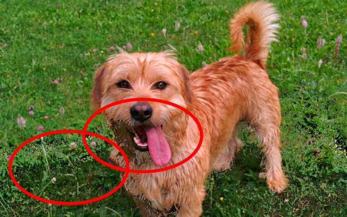 Alertan por error en Google Fotos que está destruyendo imágenes antiguas