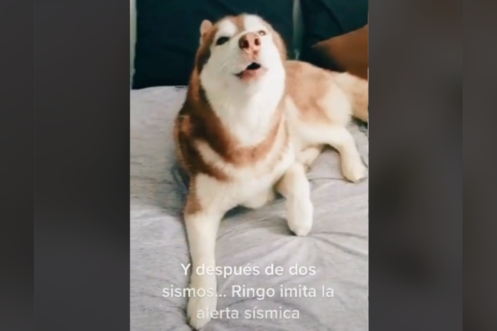 ¡Perrito sísmico! Lomito imita la alerta sísmica y se viraliza #VIDEO