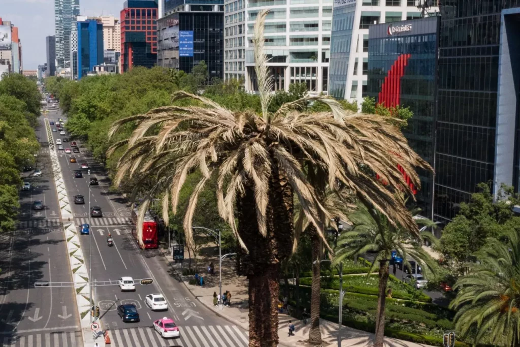 Gobierno CDMX reporta retiro de 440 palmeras enfermas o muertas en alcaldías