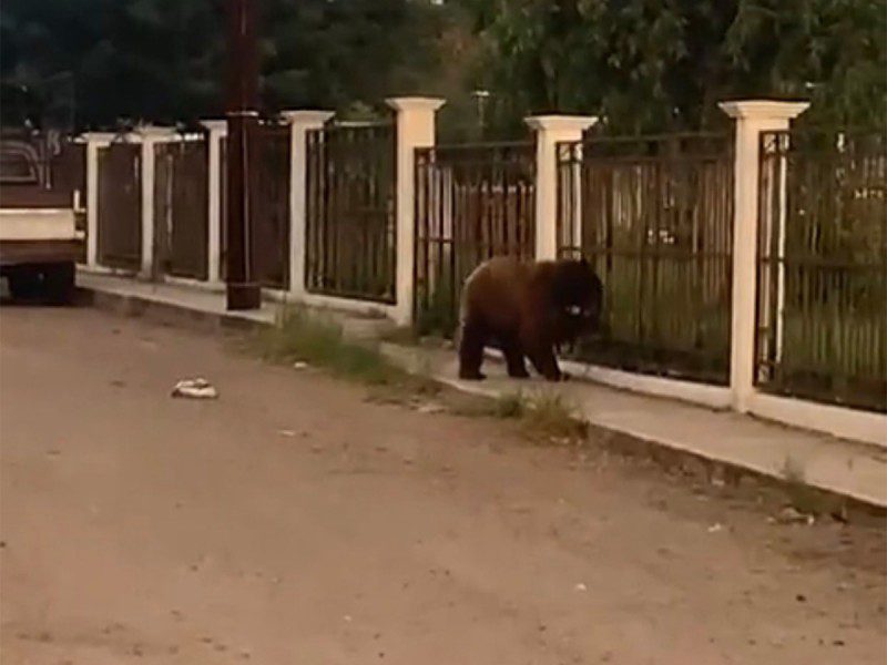 Profepa interpone denuncia penal por muerte de oso a tiros en Sonora