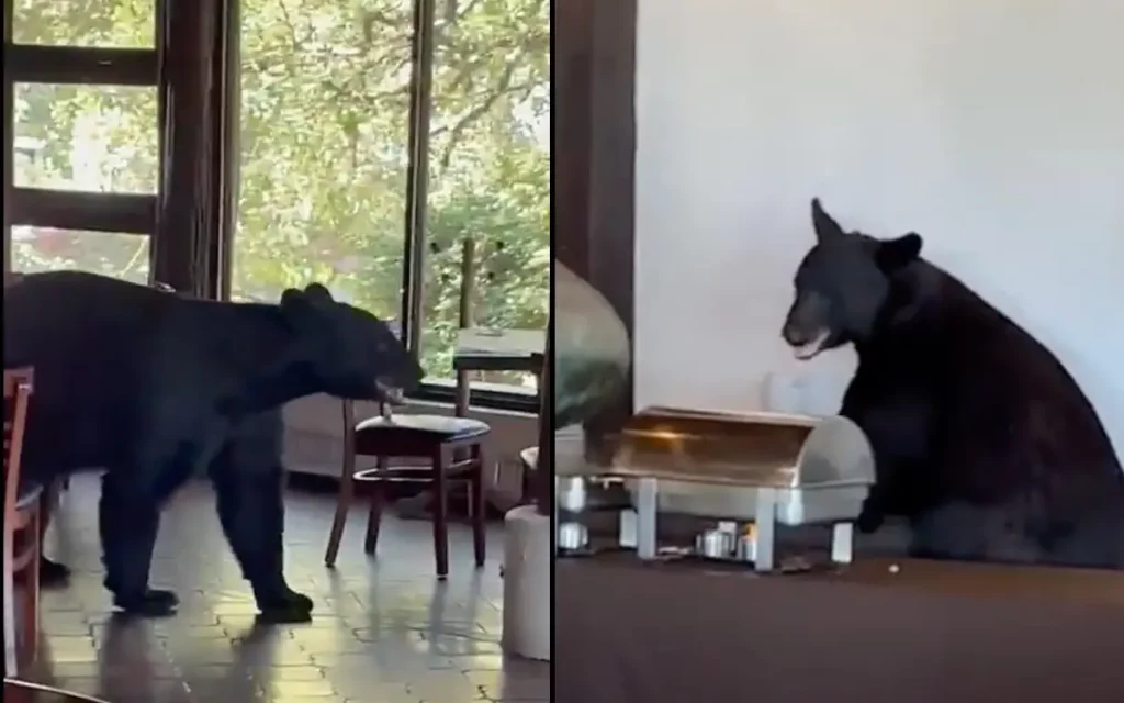 En pleno buffet, oso irrumpe en un restaurante de Monterrey #VIDEO
