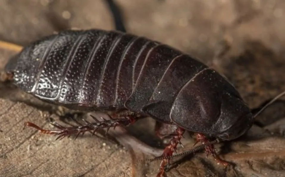 Tras 90 años, reaparece en Australia una cucaracha carnívora que se creía extinta
