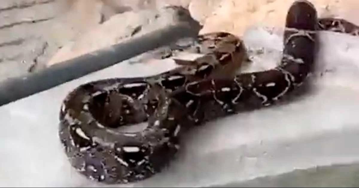 Boa de dos metros en centro ecoturístico de Hidalgo