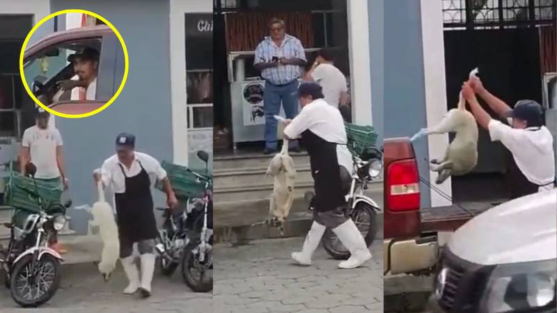 Carnicero dispara con una pistola de balines a perrita en Puebla