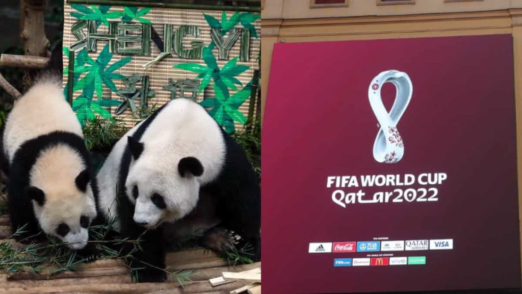 China regala dos pandas gigantes a Qatar por el Mundial 2022
