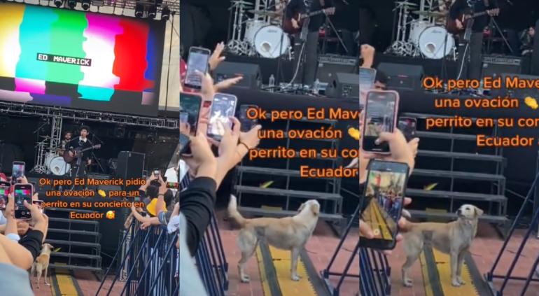 Perrito en concierto de Ed Maverick
