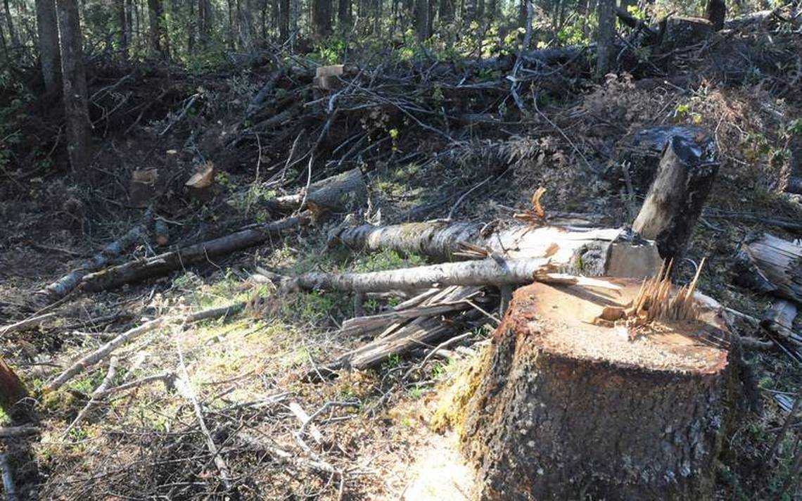 Tala clandestina en Edomex