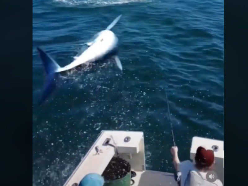 Tiburón sorprende a pescadores y salta encima de su bote