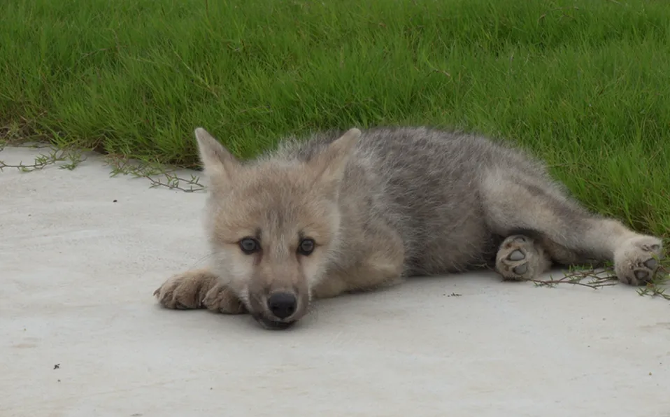 Nace en Beijing la primera cría de lobo ártico clonado en el mundo