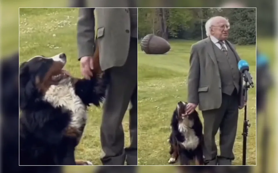 Perrito del presidente de Irlanda se roba las miradas durante conferencia #VIDEO