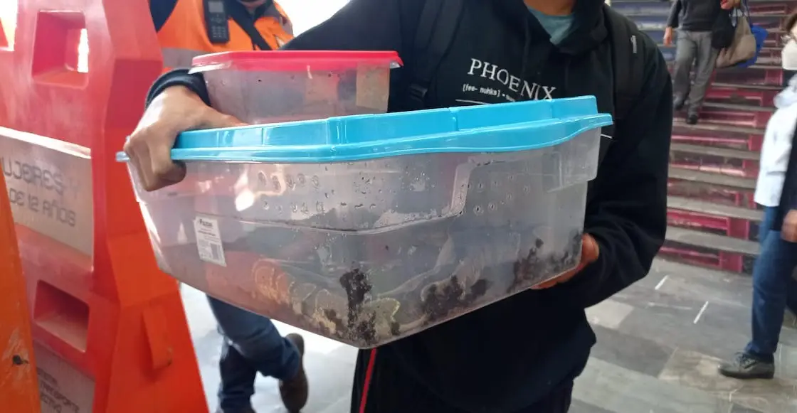 Sujeto llevaba una serpiente en la Línea 3 del Metro CDMX
