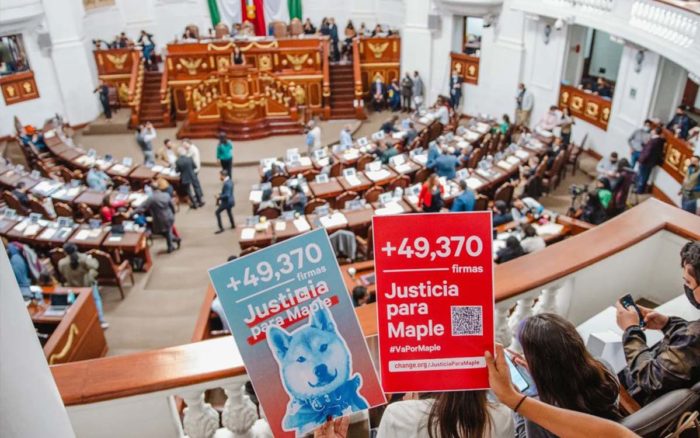 Presentan la 'Ley Maple', para regular pensiones de mascotas en CDMX