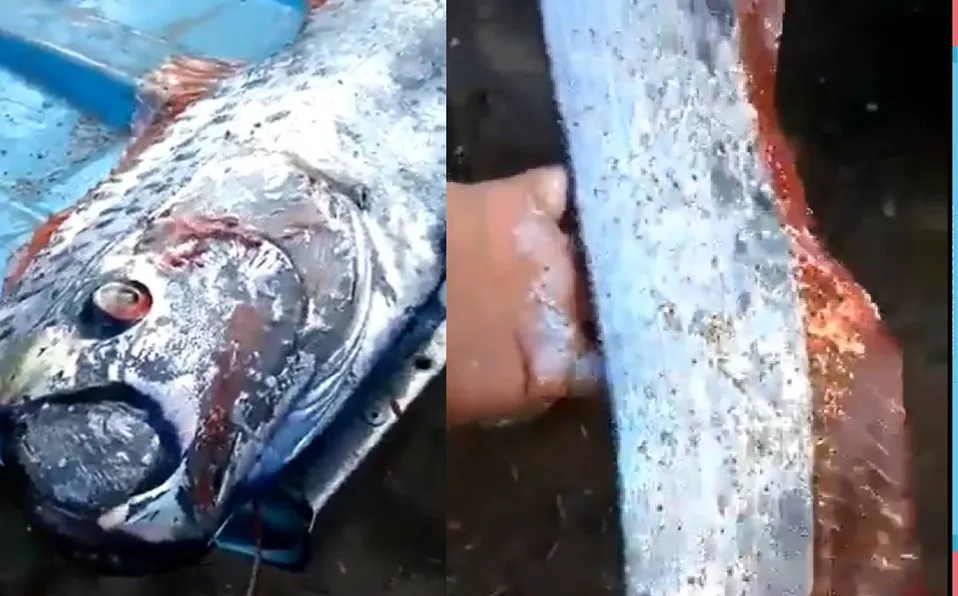 Sorprende hallazgo de pez remo en Sinaloa; se cree está relacionado con temblores #VIDEO