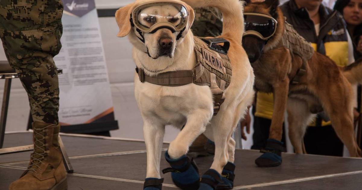 Frida, perrita rescatista de la Marina, recibirá un homenaje y tendrá una nueva estatua