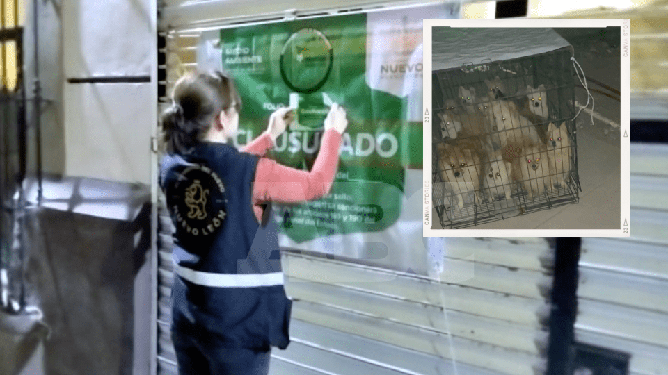 Rescatan a 43 cachorros pomerania maltratados en un local en Monterrey