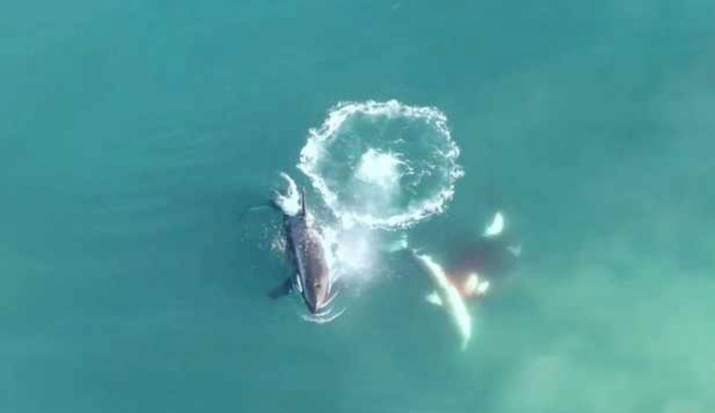 Estudio confirma que orcas son capaces de matar a un tiburón blanco #VIDEO