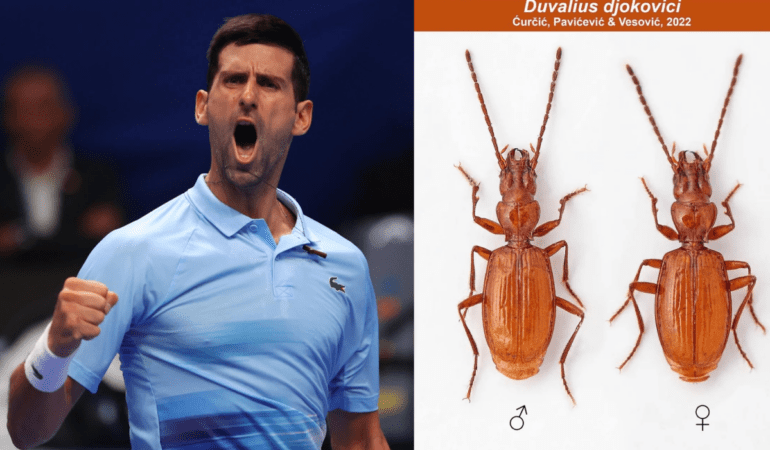 Nueva especie de escarabajo es nombrada en honor a Novak Djokovic