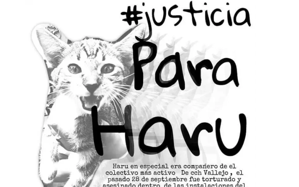 CCH Exigen #JusticiaParaHaru, gatito torturado hasta la muerte en CCH Vallejo