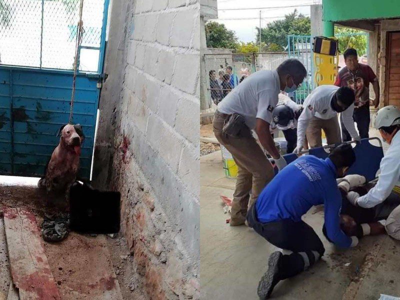 'El héroe de copoya': pitbull casi arranca brazo a ladrón al defender casa en Chiapas