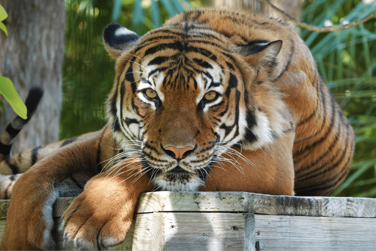 Abaten en india a tigre 'comehombres' que había matado a al menos 6 personas