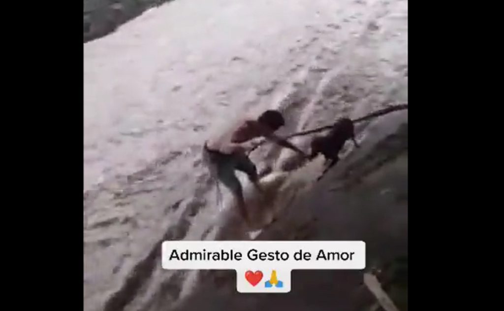 Excampeón mundial de boxeo arriesga su vida para salvar a perrito de cauce de río #VIDEO