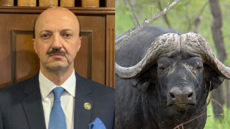 Cazador mexicano muere tras ataque de búfalo al que disparó en Argentina