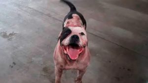 No sacrificarán a ‘Max’, pitbull “héroe” que defendió su hogar de ladrón en Chiapas