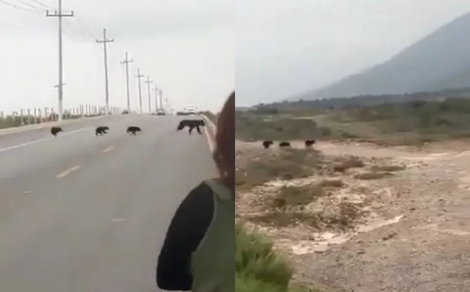 Familia de osos detienen el tráfico en carretera de Coahuila #VIDEO