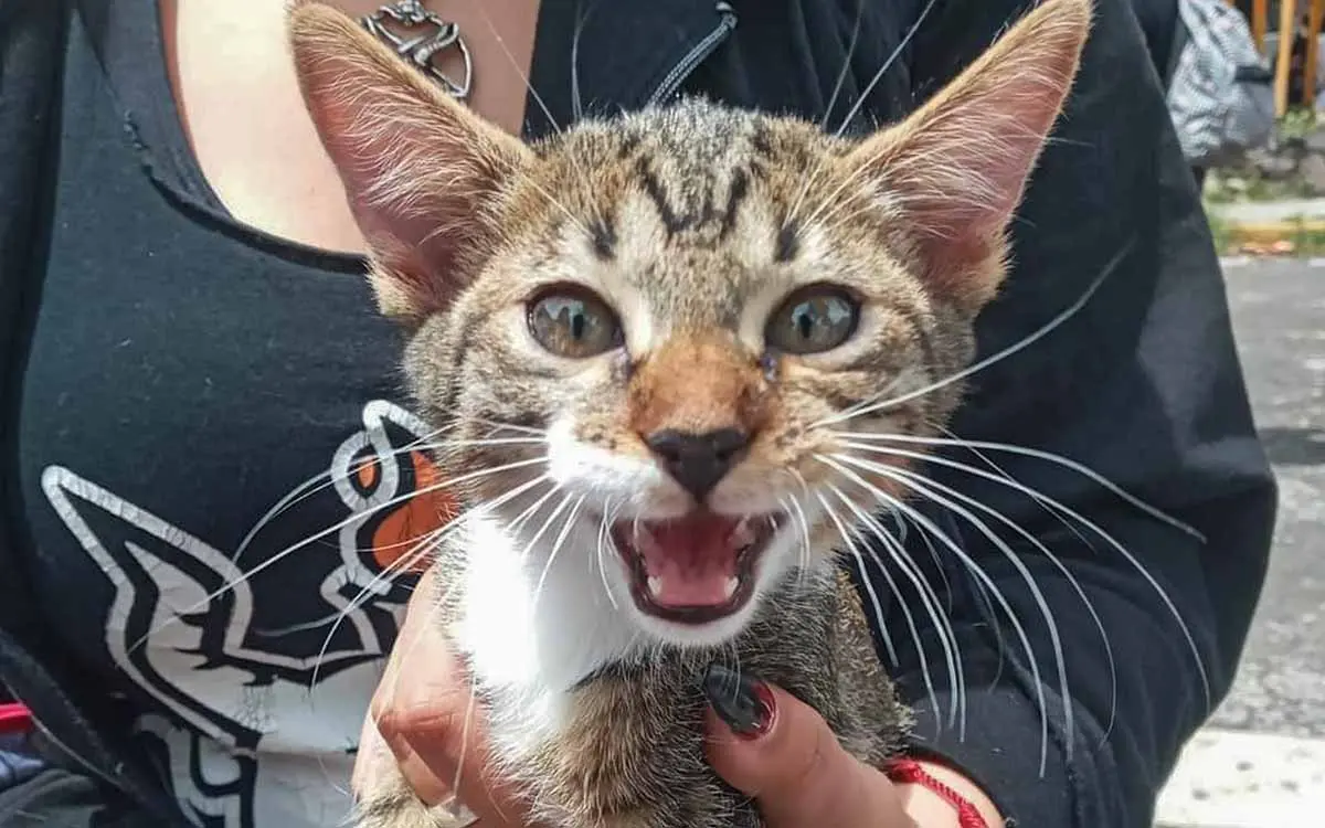 Fiscalía CDMX exhuma el cuerpo de 'Haru', gatito torturado hasta la muerte en CCH Vallejo