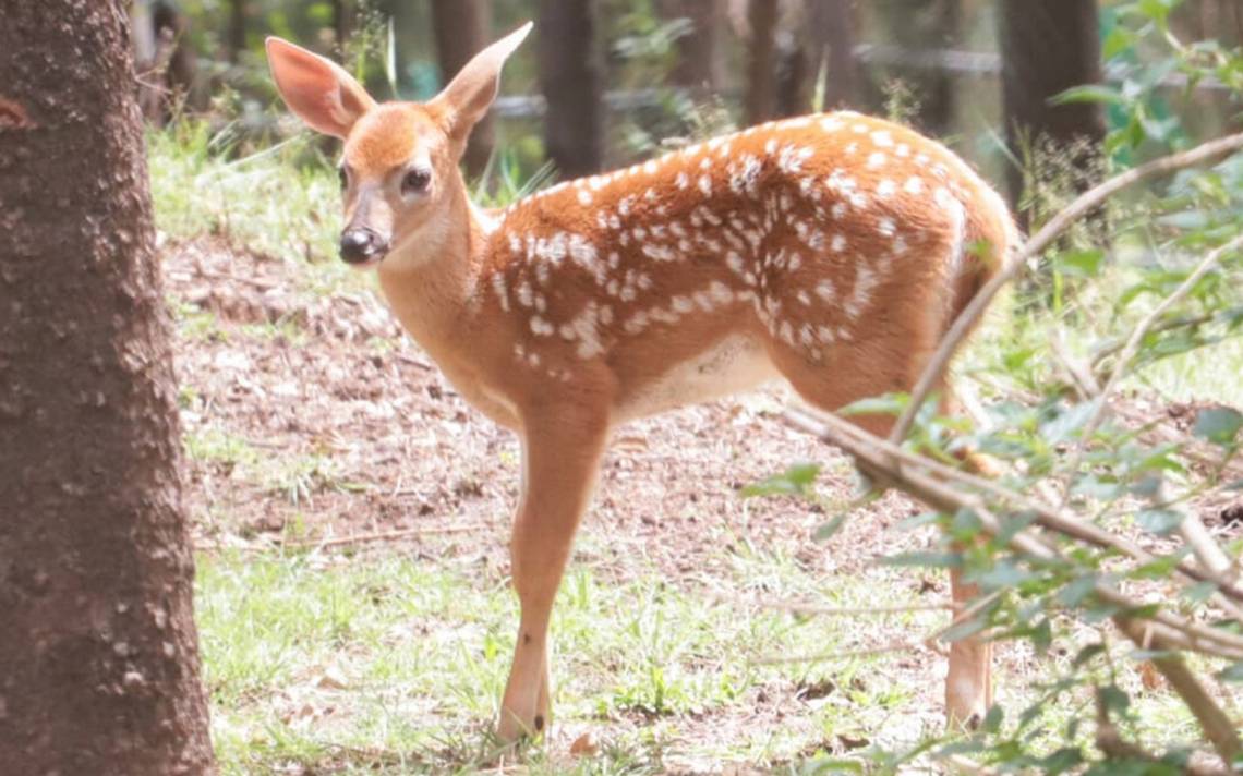Enjuician a sujeto por asesinar a 32 venados con jauría de perros en Puebla