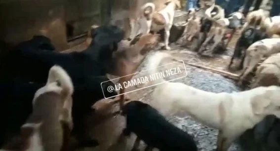 Denuncian que hombre engorda a perros y vende carne a taquerías en Neza