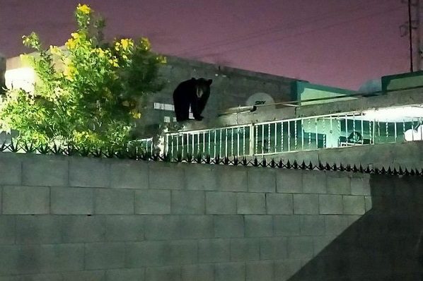 Oso sorprende merodeando por azoteas en Zuazua, NL #VIDEOS
