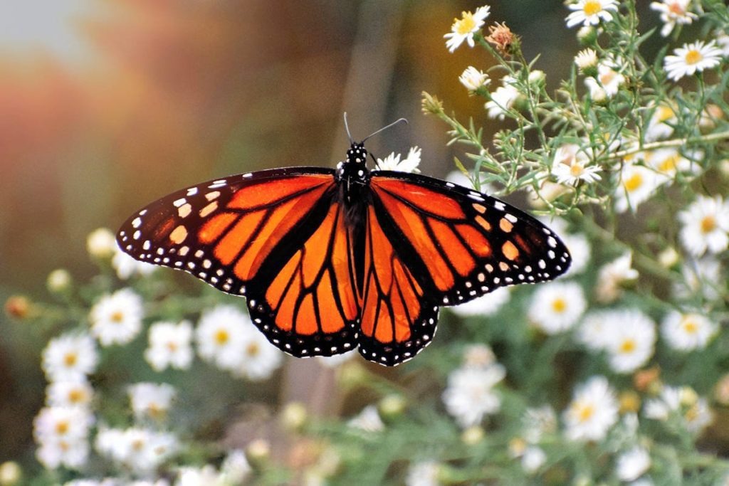 ¡Es oficial! La mariposa monarca a México