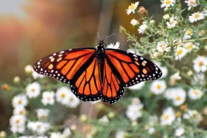 ¡Es oficial! La mariposa monarca a México